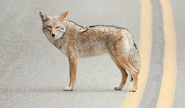 Coyotes in Adams County