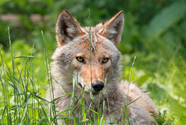 Coyotes in Adams County